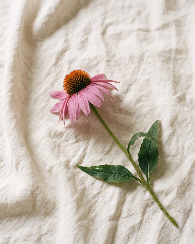 Rød solhatt, Echinacea purpurea